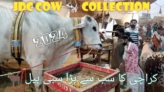 Karachi ka Heavy Sibbi Bail | Qurbani 2024