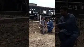 Average And Total Milk Production at Dairy Farm #youtubeshorts #shorts @mshahid0189