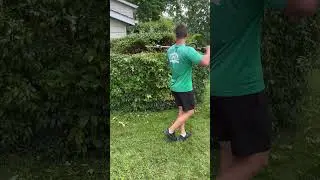 Trimming down this massive shrub with the Stihl Kombi 131R! @Stihl @stihlusa