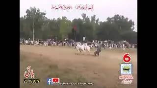 bullracepakistan bullracelover #bullrace #saqafat #dandrace
