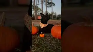 She hated the pumpkin patch&hellip;😔🎃 #dog #spookyseason