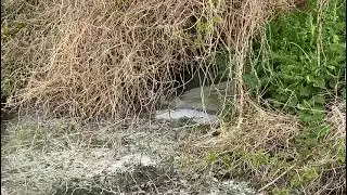 River Lavant Sewage Pollution Fungus