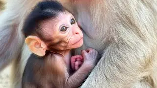 Watch Momma Monkey Defend Her Baby | Incredible Protective Behavior