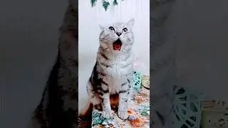 кот и вкусный ужин 😂