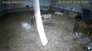 Goldy's  Arena Rescues 824pm to 924pm;824pm Janine haytime    Donkeys Minis Ted Sunshine 892025