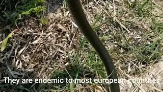 Grass snake | Herping in Denmark
