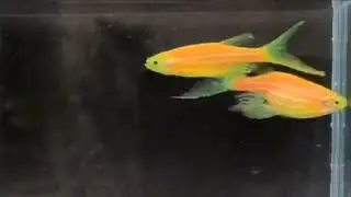 Longfin Butterfly Danio Online Show 2024! only in the Philippines!