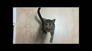 Cat says mama