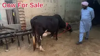 Cow For Sale 99153-49468 @jattanafarmer1 