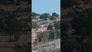 Cyprus goats 🐐... #nature #animals #cyprus #youtubeshorts #shorts