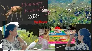 Flamingo Festival 2025 || Nelapattu || Xplorenevolve || Nellore #trending #vlog #food #youtube #yt