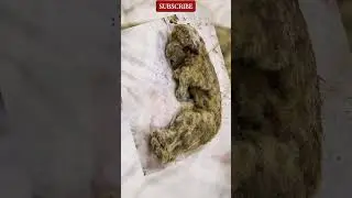Perfectly Preserved Ice Age Lion Cub Shocks Scientists! #siberia #permafrost