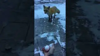 Feeding amazing wild fox out of my hand basically!