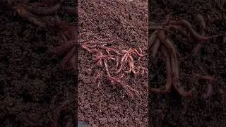 Vermicompost ghar per hi banaye 🪱🪱FULL GUIDE ✅️ #vermicompost #vermicomposting #vermicompostmaking