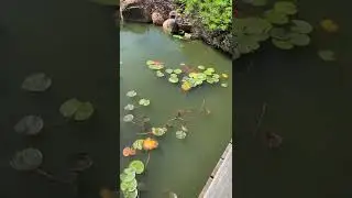 Japanese Gardens in Dubbo