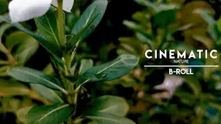 Close-Up Shot of Flower Plants | Cinematic Nature B-Roll