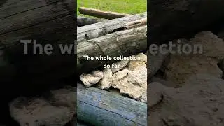 My dogs obsession over rocks 🪨 😂 #funny #cute #dog #rocks #nature