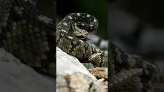 Top 5 Most Dangerous Animals Found in the USA 🐍 🐻 #most #dengerous #animals #usa