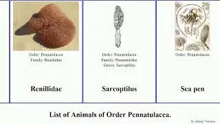List of Animals of Order Pennatulacea. ptilella grandis rubra spicata bellissima pellucida gracile