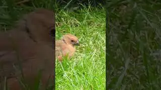 Daddy Cardinal Feeds His Beautiful Fledgling