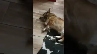 Corgi dreaming ✨  