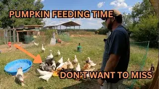 Farm Life Vlog: Sunday Church and Giving Our Animals Pumpkins