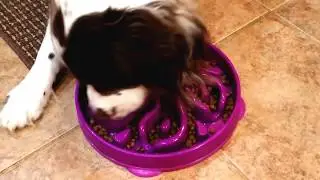 Outward Hound Fun Feeder Slo Bowl Demonstrated