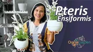 Mengenal Tanaman Pteris ensiformis