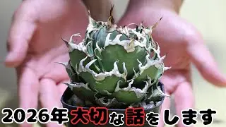 2026年、あむぷらんつはどうアガベと向き合うのか