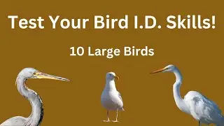 Can You Identify These 10 Large Birds? Test Your Bird I.D. Skills Now! l Birding Quiz