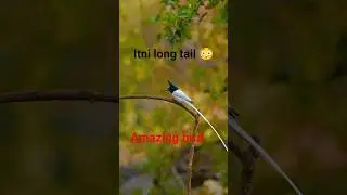 long tail  bird😳 🐦#birds #lifeisbutadream #nature #shorts #shortsviral #shortsvideo