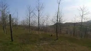 Springer spaniel April school 2020