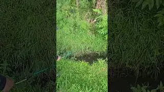 ‼️spot exstrim...ikan kelaparan#fyi #fishing #macingdasaran #ngalihpeluh #mancing #suryapranawa#