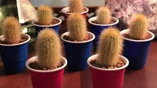 Haageocereus versicolor v. catacanthus seedlings!