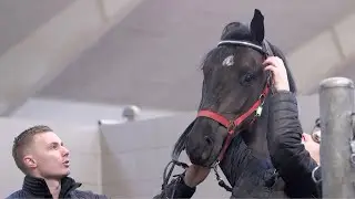 Den &oslash;resky unghest / The ear shy young horse