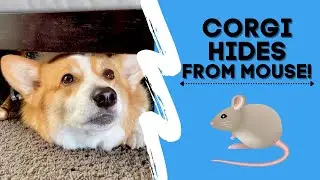Corgis are scared of a mouse | Hammy and Olivia