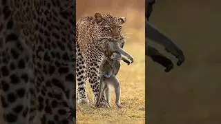 Can a Leopard defeat a monkey? By info fact News