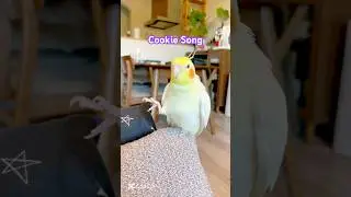 Vẹt M&agrave;o &Uacute;c H&aacute;t Cookie Song I Cockatiel Sings #cockatiel #Mugi #cookiesong #pet #trending #viralvideo
