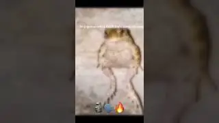 Frog #jesus #meme#funny #shortvideos #memes #foryou #viral #frog #cute #frogcore