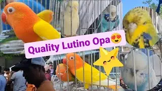 Vlog401 Daming Euro Monster Budgie Ni Boss Jack🦜😱🦜Split Dilute Split Pale Ramu Lang😱🦜😱