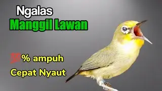 PLECI GACOR PANCINGAN BUNYI PLECI MANGGIL LAWAN 100% AMPUH CEPAT NYAUT.