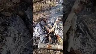 Берёзовый сок. #рекомендации #природа #поход