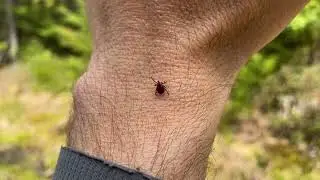 Tick Talk
