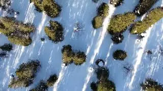 🌲❄️La Ta&iuml;ga : Un biome essentiel pour la plan&egrave;te🐻