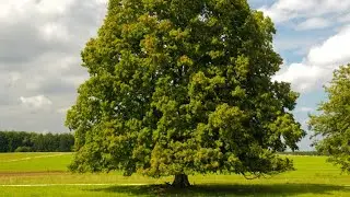 Linden Tree |Tilia Platyphyllos Tree |Buhay ay Ganyan
