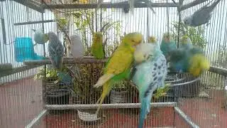 Slow Scandinavian Budgie Movements Deep Calm 🕊️ #slowcontent #calmvideo #birds