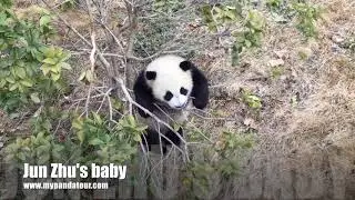 The panda cub exploring the yard in Wolong