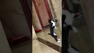 Stupid Cat#cat #foryou #funnycat #catsoftiktok #catlover #fyp