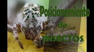 Posicionamiento de Insectos en el MACRO EXTREMO