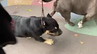 AMERICAN BULLY POCKET MALE , BLACK TRI , NOW AVAILABLE FOR SALE . GOLD STAR BULLY KENNEL ROMANIA